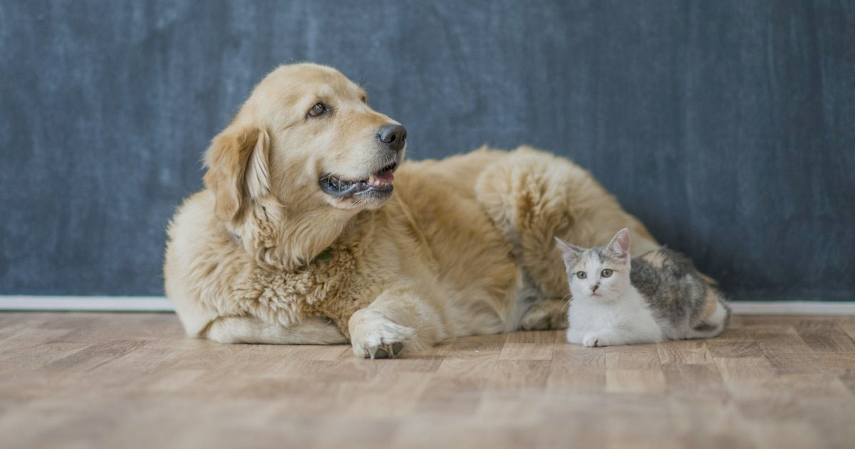 is golden retriever hdb approved